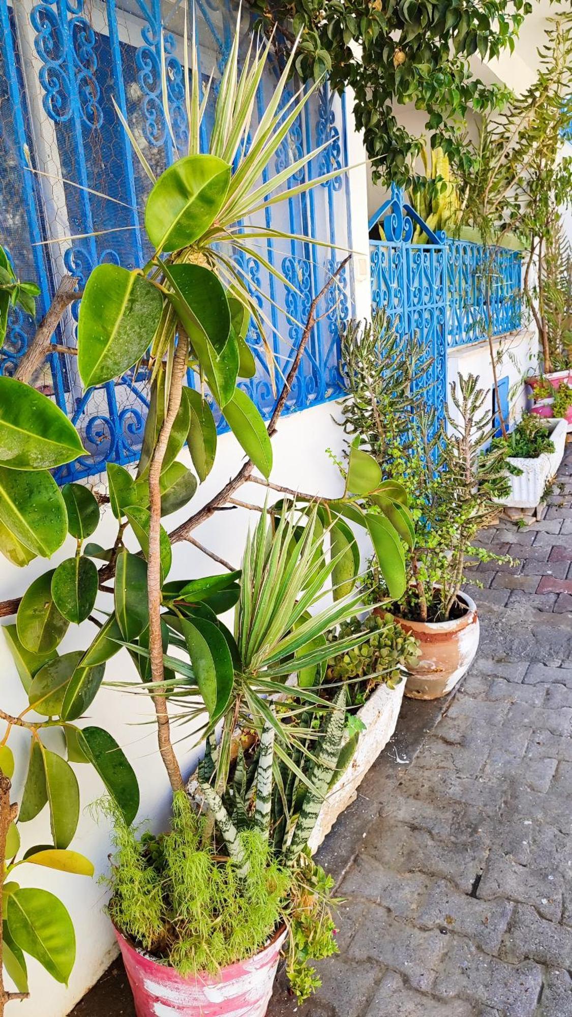 Cosy Appartement In "Sidi Bou Said" المظهر الخارجي الصورة